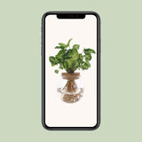 Syngonium Pixie