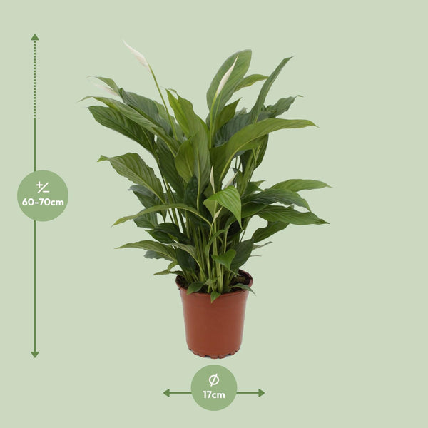 Spathiphyllum Torelli