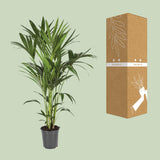 Howea Forsteriana