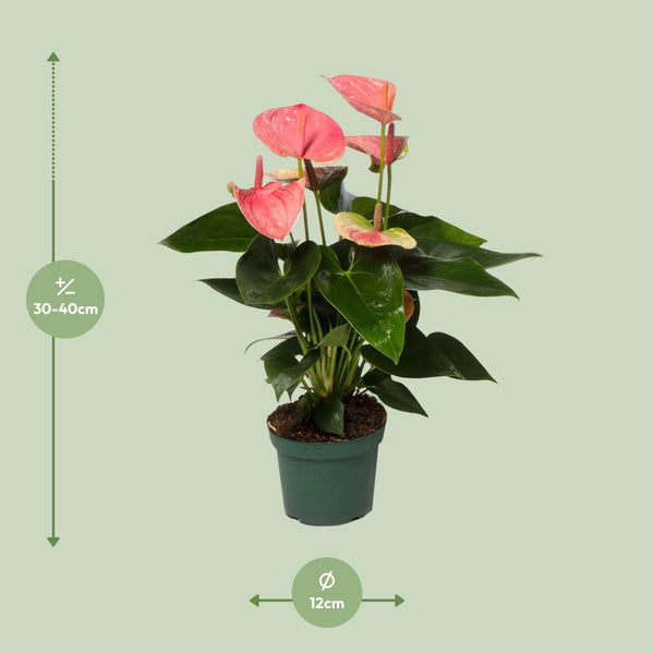 Anthurium Sweet Dream