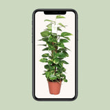 Epipremnum Pinnatum Mosstok Scindapsus