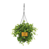 Peperomia Rotundifolia