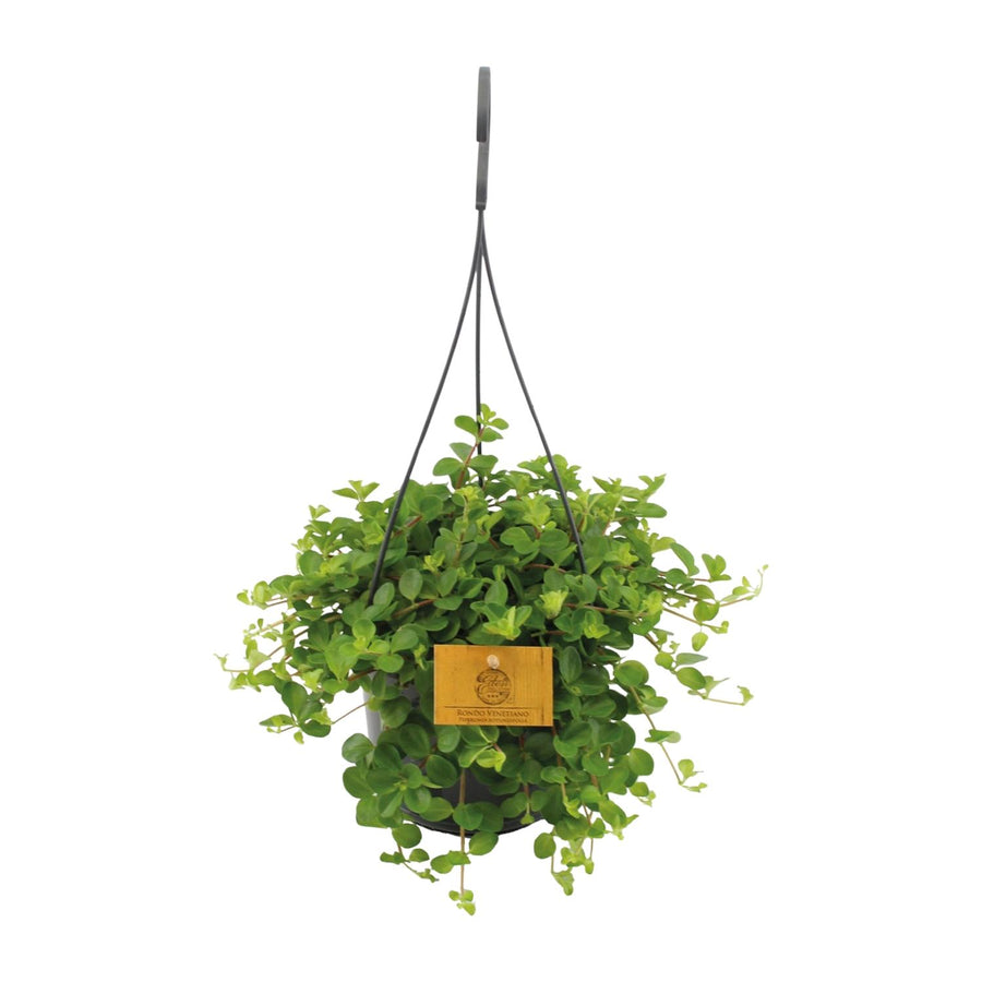 Peperomia Rotundifolia