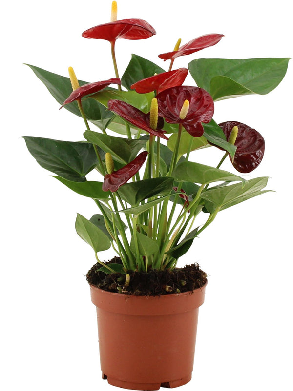 Anthurium Calon In Transparant Sleeve