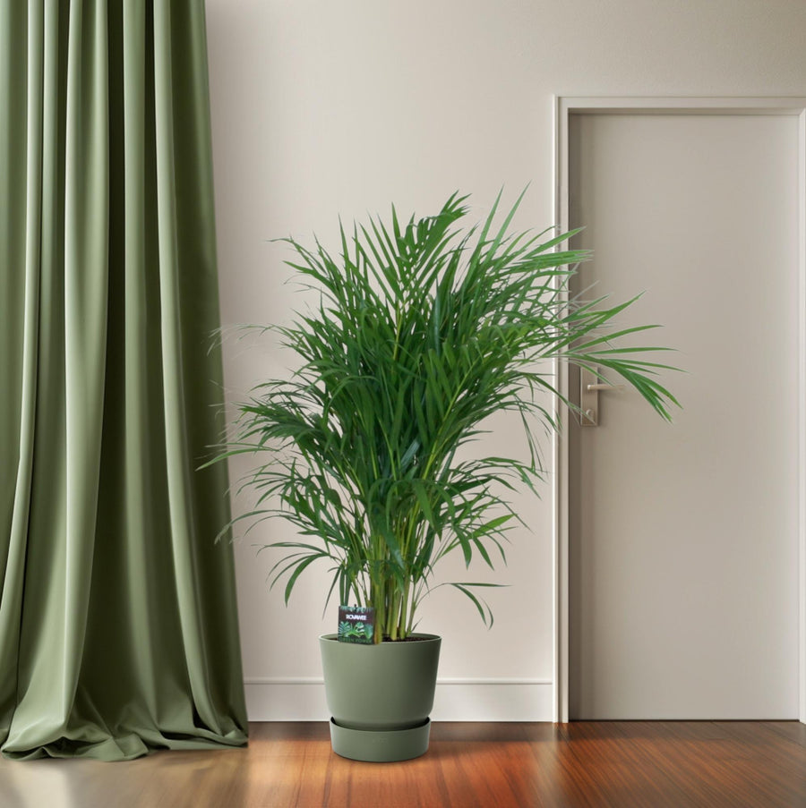 Dypsis Lutescens