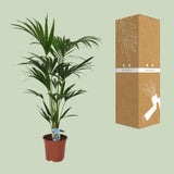 Howea forsteriana