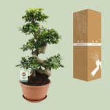 Ficus Ginseng