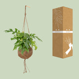Kokodama Monstera Minima - Hole plant