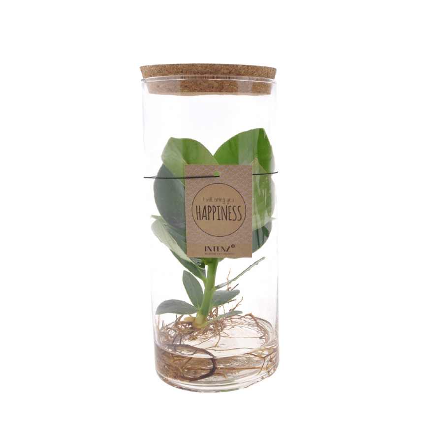Clusia In Tube Glas Medium
