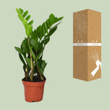 Zamioculcas Zamiifolia