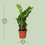 Zamioculcas Zamiifolia