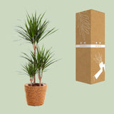Dracaena Marginata + seagrass basket