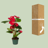 Anthurium Red