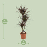 Dracaena Magenta