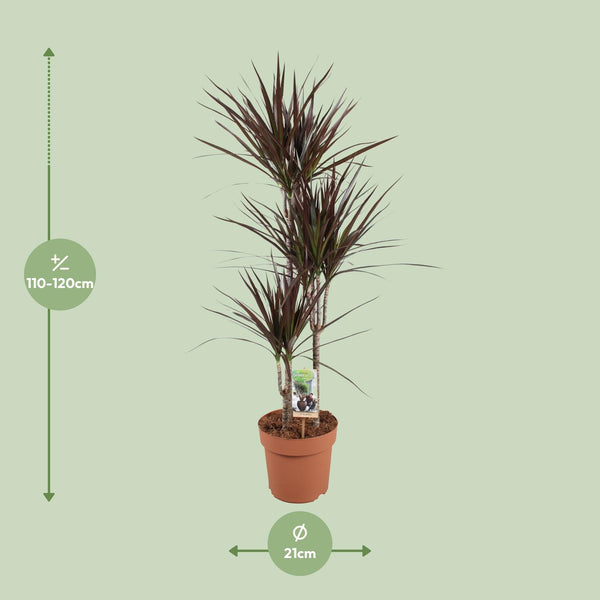 Dracaena Magenta