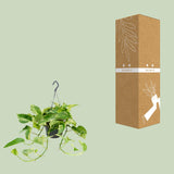 Epipremnum Marble Queen - Scindapsus