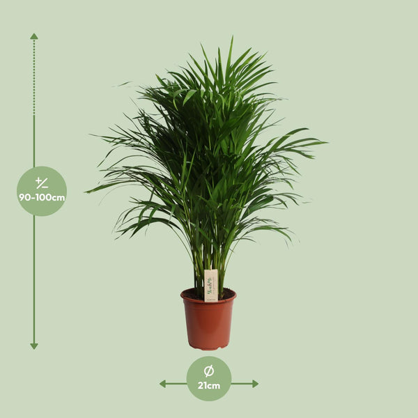 Dypsis Lutescens (Areca)