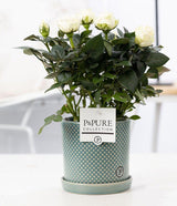 Rosa White In P&PURE Lauren Ceramics