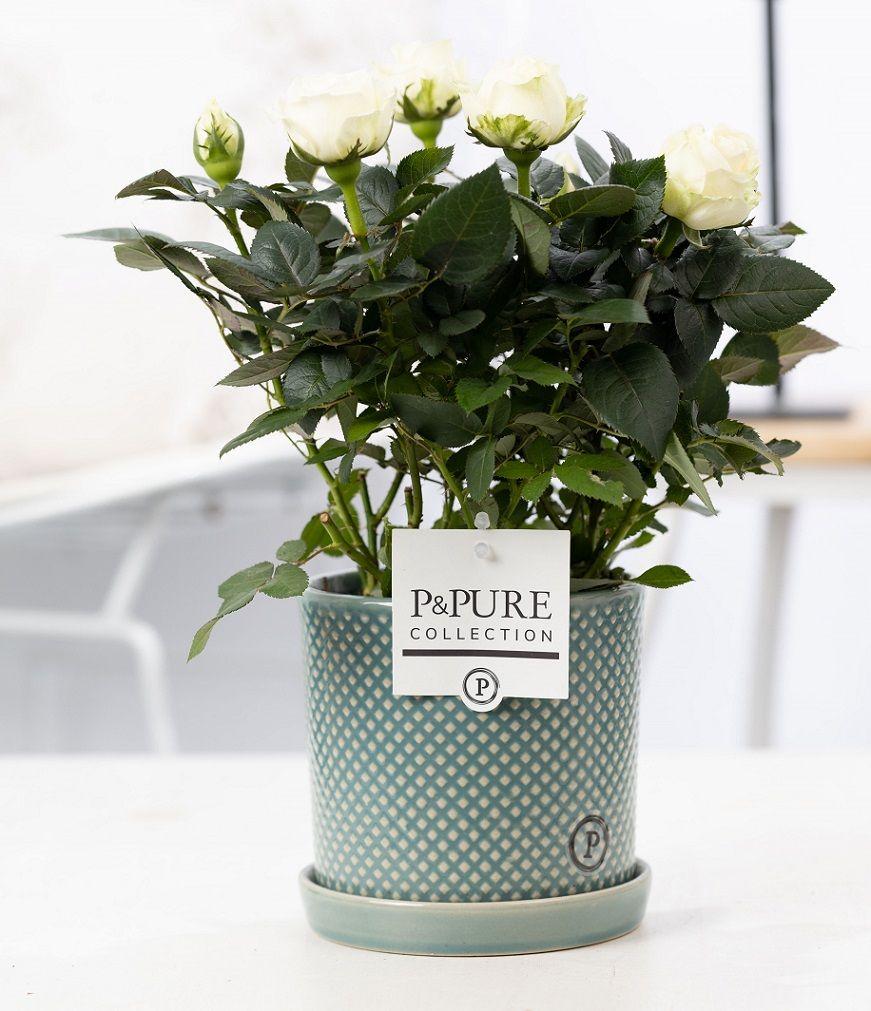 Rosa White In P&PURE Lauren Ceramics