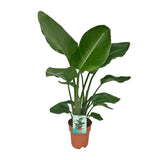 Strelitzia Nicolai - Paradijsvogelplant
