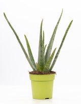 Aloe Vera P&PURE Collection