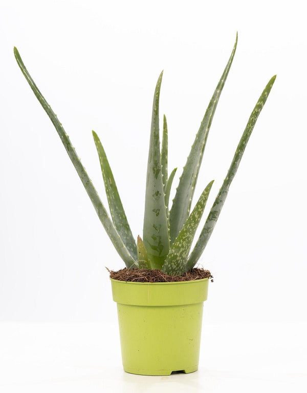 Aloe Vera P&PURE Collection
