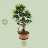 Ficus Ginseng