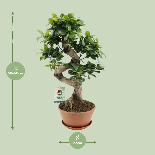 Ficus Ginseng