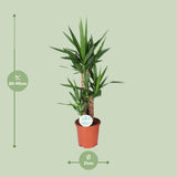 Yucca
