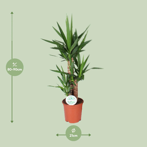 Yucca