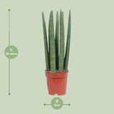 Sansevieria Straight