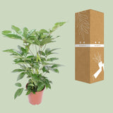 Schefflera Actinophylla Amate