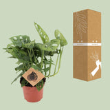 Monstera Monkey