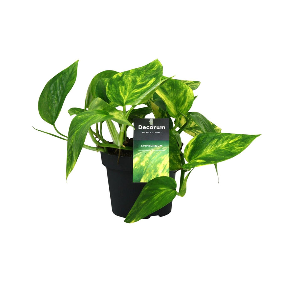 Scindapsus (Epipremnum) Pinnatum HiColor