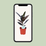 Ficus Elastica Abidjan