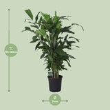 Caryota Mitis