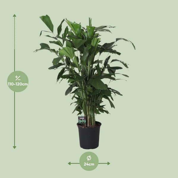 Caryota Mitis