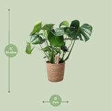 Monstera In Natural Basket