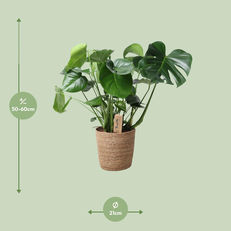 Monstera In Natural Basket