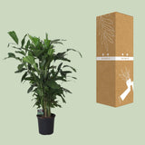 Caryota Mitis
