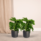 2x Monstera Monkey Leaf - Gatenplant