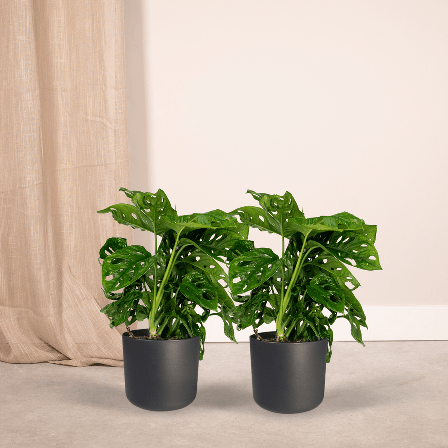 2x Monstera Monkey Leaf - Gatenplant