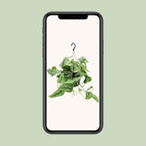 Scindapsus Pictus Trebie