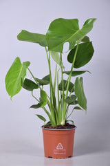 Monstera Deliciosa