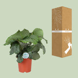 Calathea Orbifolia