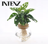 Monstera Adansonii in Bolglas + Klikkurk