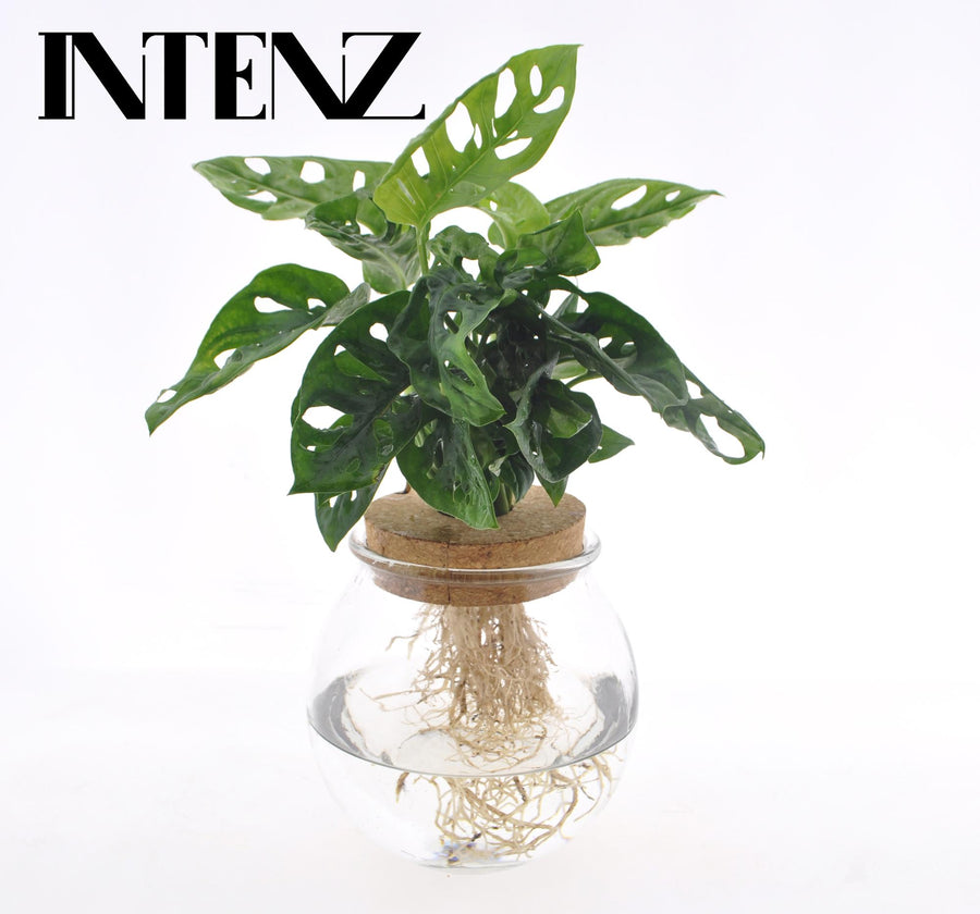 Monstera Adansonii in Bolglas + Klikkurk