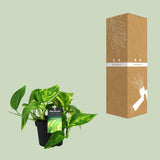 Scindapsus (Epipremnum) Pinnatum HiColor
