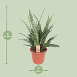 Sansevieria Diamond Green