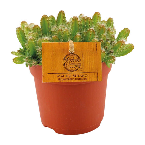 Hylocereus Undatus